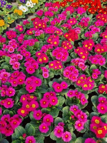 göbələk toxumu satışı: Şitil ücun qablarr qarpiz toxumlari uçun vathcapa yazn rayonlara — 9