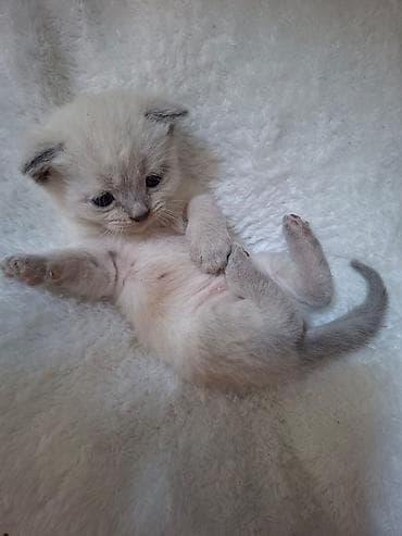 cat: Siam, Yaxşı əllərə — 5