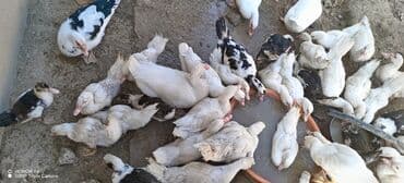 ördək balası və cücə: Mövzu: Misk ördəkləri və ağ pekin ördəkləri – qarışıq sürü Təsvir: - — 1