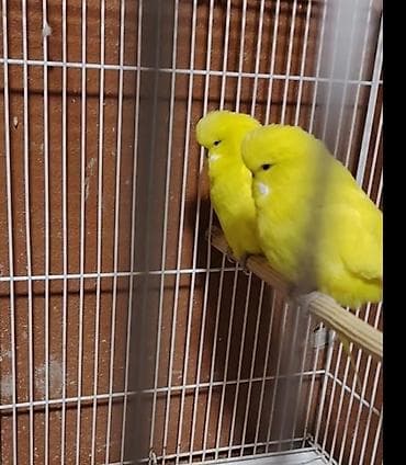 saat ev ucun: HAZIR BALA VERƏN CEX CÜT 1 dəfə bala almışam ancaq sarı balalar verir — 2