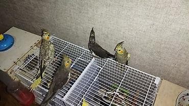 tutuquşlar: Satilir 3 qara 2 cil cil ələ oegədirməy vaxtidi super quslar — 1