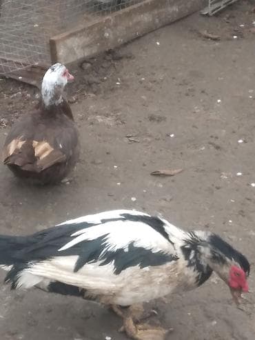 ruan ördək: Məhsul: Misk ördəkləri (hind ördəyı) 5 disi 1 erkey cavandilar — 2