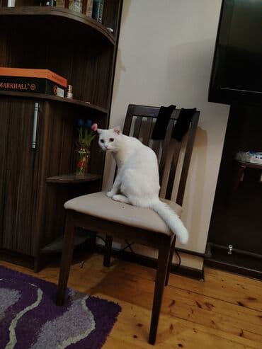 pişik çanta: Şotland yastı qulaq, Yaxşı əllərə — 18