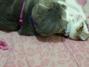 pişik üçün daraq: Şotland yastı qulaq, Dişi, Yaxşı əllərə, Ödənişli çatdırılma — 8