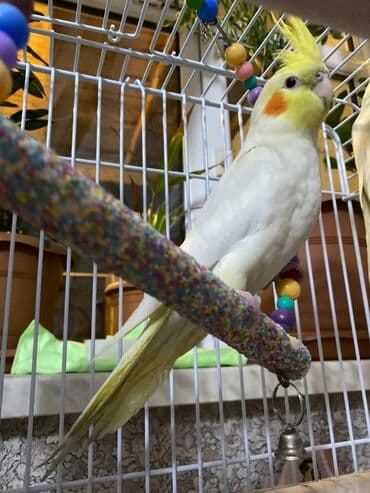 dovsan balasina ne deyilir: 3 ayliq Tam saglam karella quşları cinsiyətlərin bilmirəm — 2