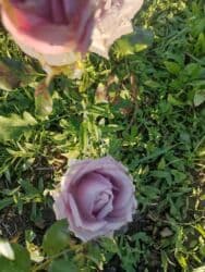 xedice gulu: Saqı Gülçülük – Tərtərin ən gözəl gülləri Bir gül təkcə ətriylə deyil — 24