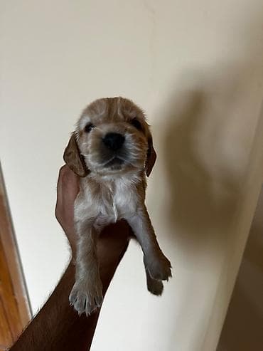 heyvan: Koker spaniyel — 5