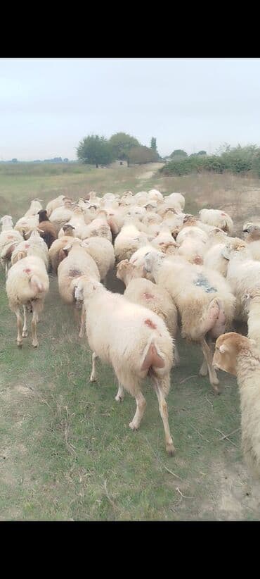 bakida cins ineklerin satisi: Dişi, il: 1, 50 kq, Damazlıq, Ünvandan götürmə — 11