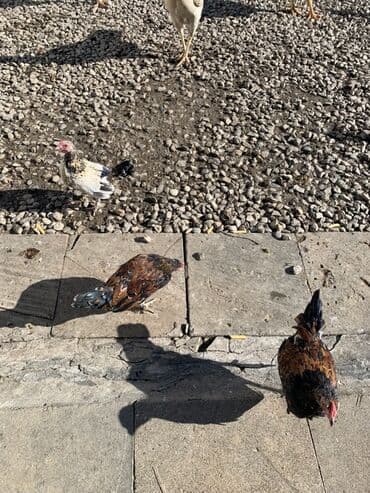 cuce ve xoruz: Toyuq, Yumurtalıq — 2