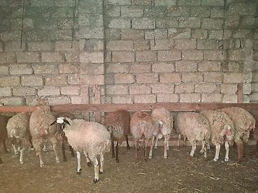 inek alqi satqisi: Quzu.Super kök erkək quzular.200 baş.Öz həyətimin — 8