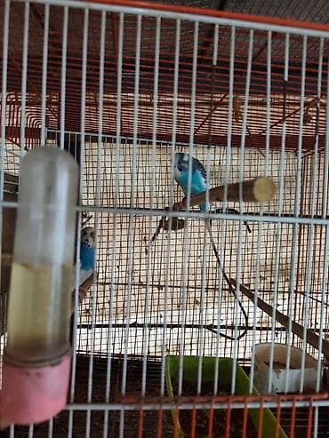 ayliq 10 azn internet: Bütün tutuquşular satılır qəfəslə birlikdə Ünvan:Zaqatala,Lahıc — 4