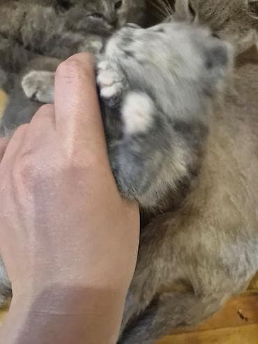 syam pişik: Boz tüklü balaca pişik balası - Cins: uzun tüklü, yumru üz quruluşlu — 10