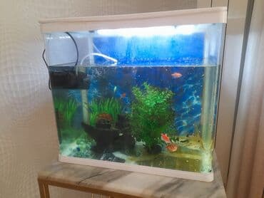 Akvaryum dəsti – dekorativ.Qep tezedir cizigi falan yoxdur her seyi