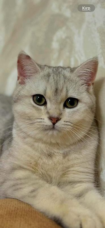 Şinşilla, Dişi, Yaxşı əllərə, Ünvandan götürmə