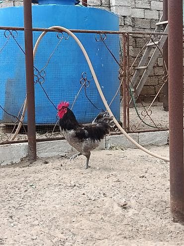 cütləş: Satılır:11 aylıq alman cinsi olan boz astralop xoruzu,ünvan Mərdəkan — 3