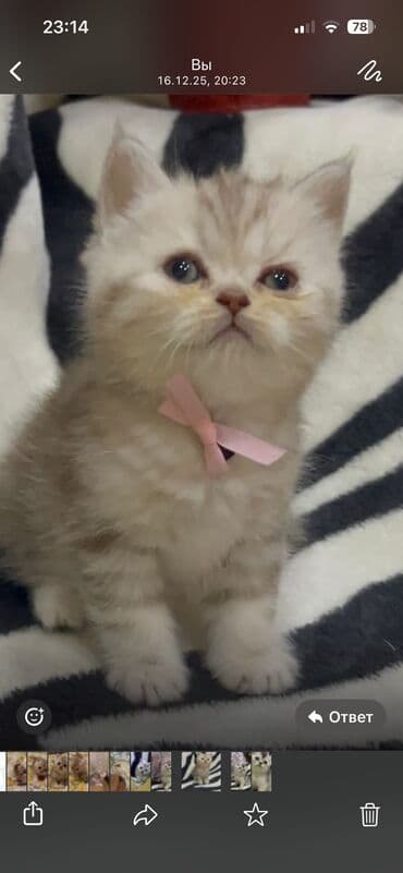 Şotland yastı qulaq, Dişi, Yaxşı əllərə, Ünvandan götürmə