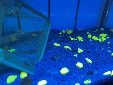 qızıl balıq akvarium: Papuqayçiq balığı bir ərkəy bir dişi barter var — 2