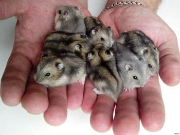 hamster satis: Cunqar hamsterləri 1 aylıq, tamamilə sağlam, aktiv və oynaq. Bu — 2