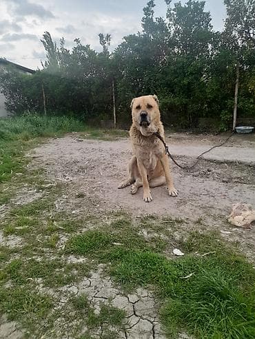 qaz yagi satisi: Erkek — 1