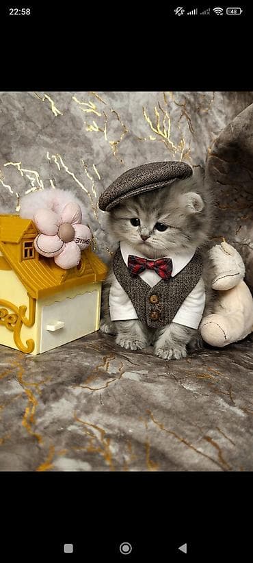 pişik balaları: Şotland — 3