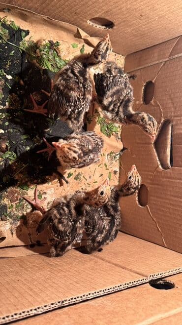 cuceye verilen adlar: Hinduşka cücələri, Damazlıq — 2