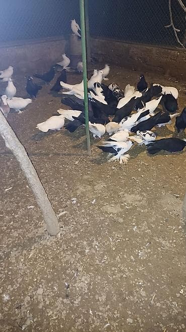 Pişiklər: Ev göyərçinləri – müxtəlif rəng və növlər - Ağ, qara və qarışıq — 2