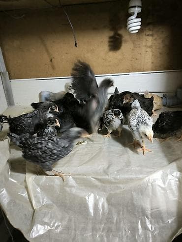 kend cucesi: Toyuq cücələri, Ətlik — 6