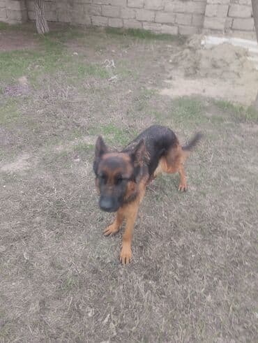 it yuvası: Alman çoban iti, 3 il, Dişi — 3