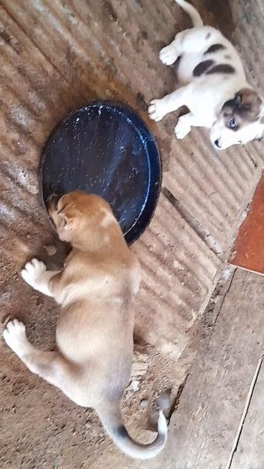 it satışı tap az: Alabay, 1 ay, Dişi, Peyvəndli, Ünvandan götürmə — 2