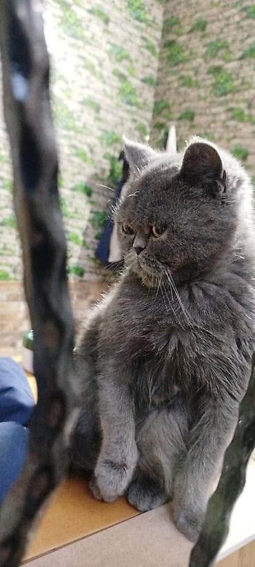 şotland pişiyi pulsuz: Ekzot, Dişi — 1