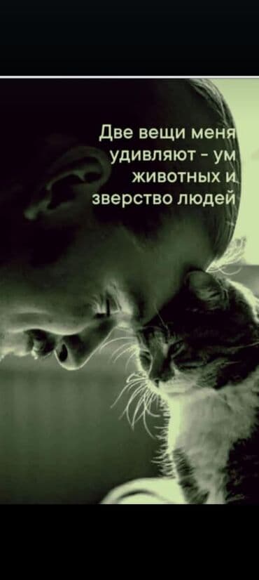 ev heyvanlarl: Erkək, Yaxşı əllərə, Ünvandan götürmə — 2