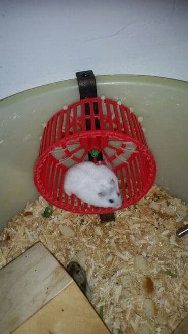 рынок животных в баку: Cunqariklər hamsı sağlamdı ələ öyrəşiblər dişləmirlər. Zoo maqazin — 1