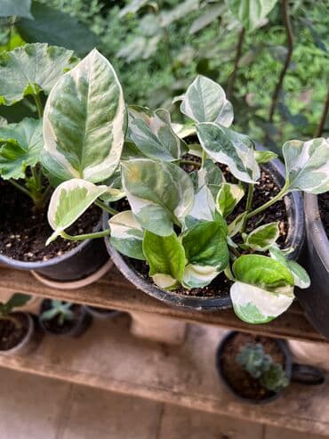 продажа комнатных растений: Her nov guler var endirimnen verecem Gencedi istiyen yazsin satiş — 8