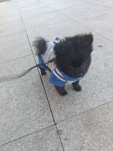 Şpitz, 9 ay, Dişi, Peyvəndli, Ünvandan götürmə