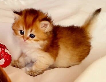 golden roz: Britan, Erkək, Dişi, Yaxşı əllərə, Ünvandan götürmə, Pulsuz çatdırılma, Ödənişli çatdırılma — 6