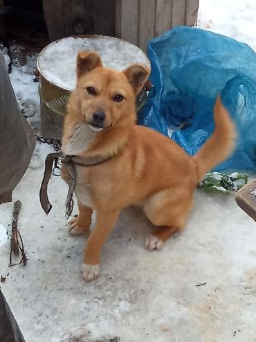 it adlari qiz: Dişi 2 yaşı var çübüşdu əla itdi həyətə adam buraxmır — 5