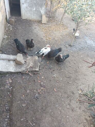 Muscovy (indoutka) ördəkləri – müxtəlif rənglərdə sürü - Növ