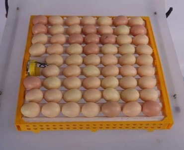 inkubator latok: İnkubator üçün Motorlu latoklar, əasən qaz və dəvəquşu üçün nəzərdə — 6