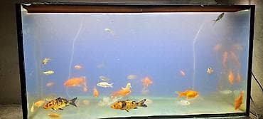 Dördbucaq akvarium, Boş, 288 l, Ünvandan götürmə