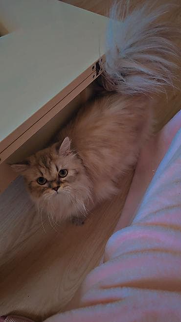 Gəmiricilər: Dişi — 4