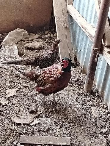 patchi шоколад цена: 1cüt 2illik Qafqaz və1 cüt bala qafqaz qırqovul. 7 ag bildirçin — 1