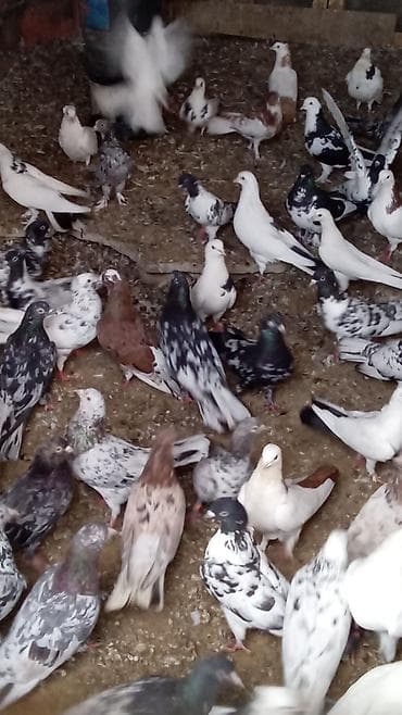 quş satışı: Tərgitmə quşlardı kom satılır 100 yaxın göyərçindi hamısı seçmə — 4