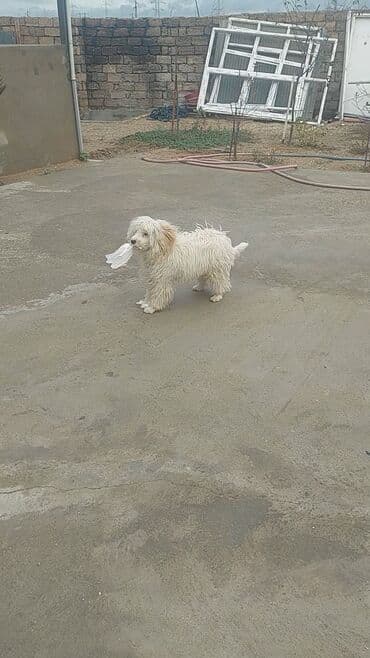 авторынок в азербайджане: Пудель, 7 месяцев, Самец, С прививками, Самовывоз, Платная доставка — 3