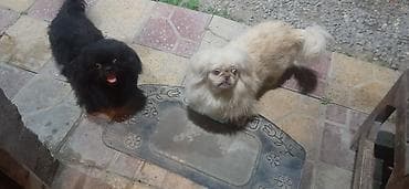 Pekines, 1 ay, Erkek — 2