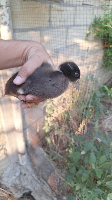 Ördəklər: - Cins: Muscovy – ət və yumurta istiqamətli, sakit xarakterli, suda az — 2