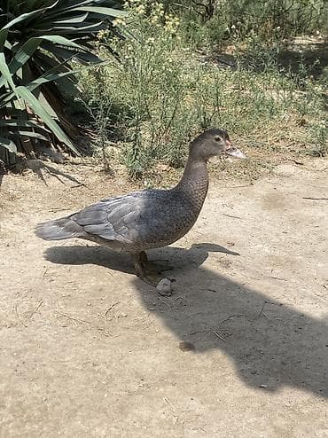 dekarativ quşlar: Temiz cins macar sortu kül rəngi lal ördəklərdi 4aylıq dişidilər tam — 1