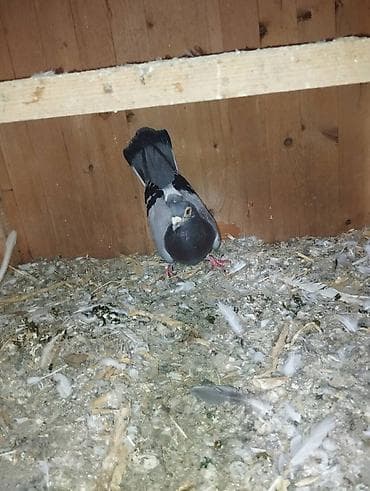 bulbul quşu: Xirda dimdik drakon erkey cin kimi — 2