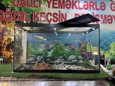 Balıq və akvaryum satılır 120 azn ciddi şəxsə cuzi endirim edərəm hər
