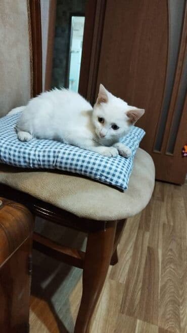 котенок в хорошие руки: Самец, В добрые руки — 1