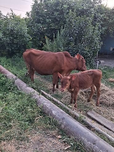 inek: 2 ci qarın 1 aydı.doğub altda dişi anqus balsı var süt 6 7 ünvan — 2